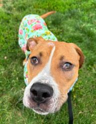 Shelter Stray Male Dog last seen Near Clifton ave, 21217, MD, 2490 Giles Rd, Baltimore, MD 21225, USA