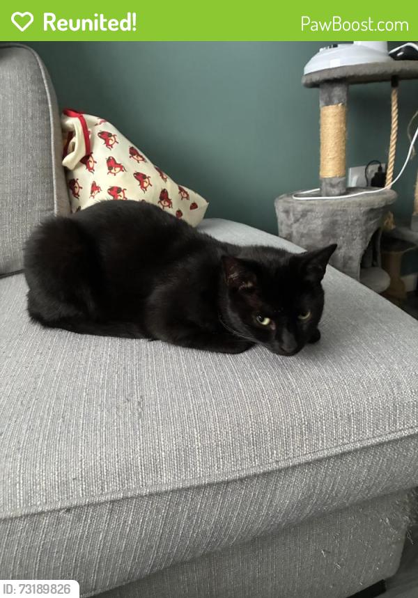 Reunited Male Cat last seen Duchy Road Salford, Greater Manchester, England 