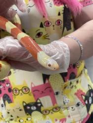 Shelter Stray Female Snake last seen Near Bowleys Ln Balt., MD 21206, 21206, MD, 2490 Giles Rd, Baltimore, MD 21225, USA