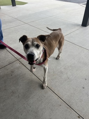 Shelter Stray Female Dog last seen Near Southside Industrial Ct SE, Atlanta, GA, 1251 Fulton Industrial Blvd NW, Atlanta, GA 30336, USA