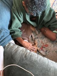 Reunited Female Dog last seen PetMed veterinarian, Tijuana, B.C. 22040