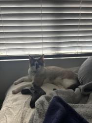 Reunited Male Cat last seen Feather Ave st Baldwin park, Baldwin Park, CA 91706