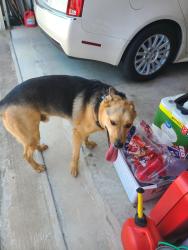 Reunited Male Dog last seen In th Villas at th Ranch big valley and Saga., Flint, TX 75762