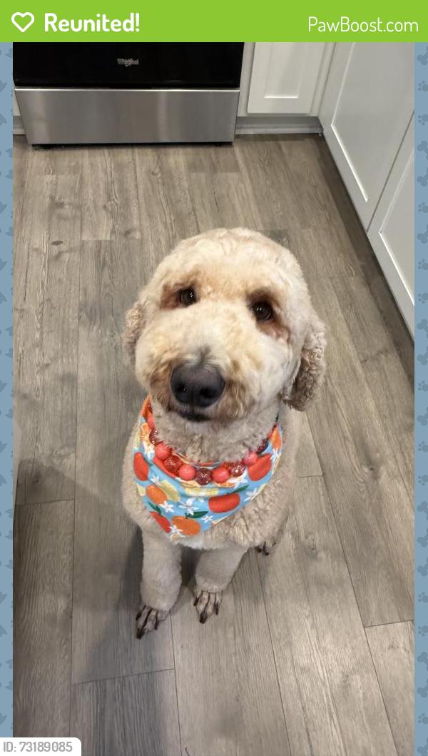 Reunited Female Dog last seen Near SW Snowberry Ave, Gresham, OR 97080, USA, Gresham, OR 97080