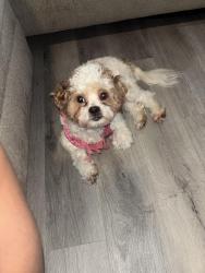 Reunited Female Dog last seen Lauren’s ways, Knightdale, NC 27545