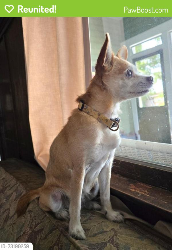 Reunited Female Dog last seen 60th street Pinellas Park, Pinellas Park, FL 33781