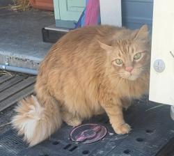 Reunited Male Cat last seen Cartwrite Road, Spring Hill FL, near Silverthorne Country Club, Spring Hill, FL 34609