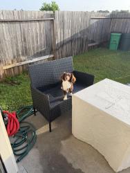 Reunited Female Dog last seen Goodfellow dr., Spring, TX 77373
