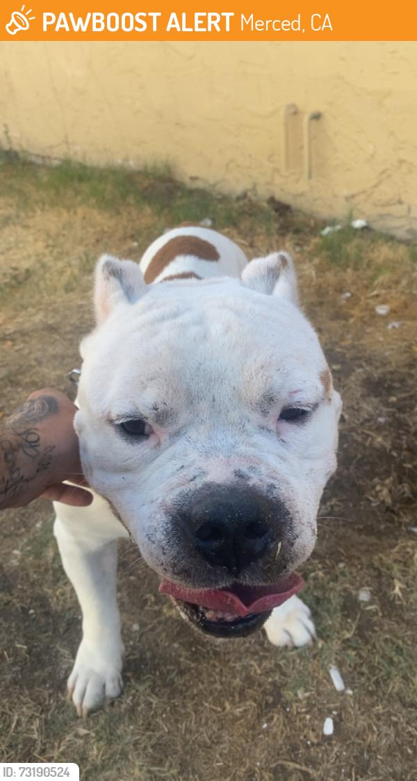 Found/Stray Male Dog last seen Near e Alexander ave, Merced, CA 95340