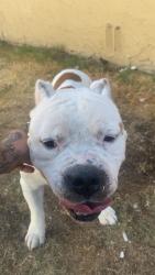 Found/Stray Male Dog last seen Near e Alexander ave, Merced, CA 95340