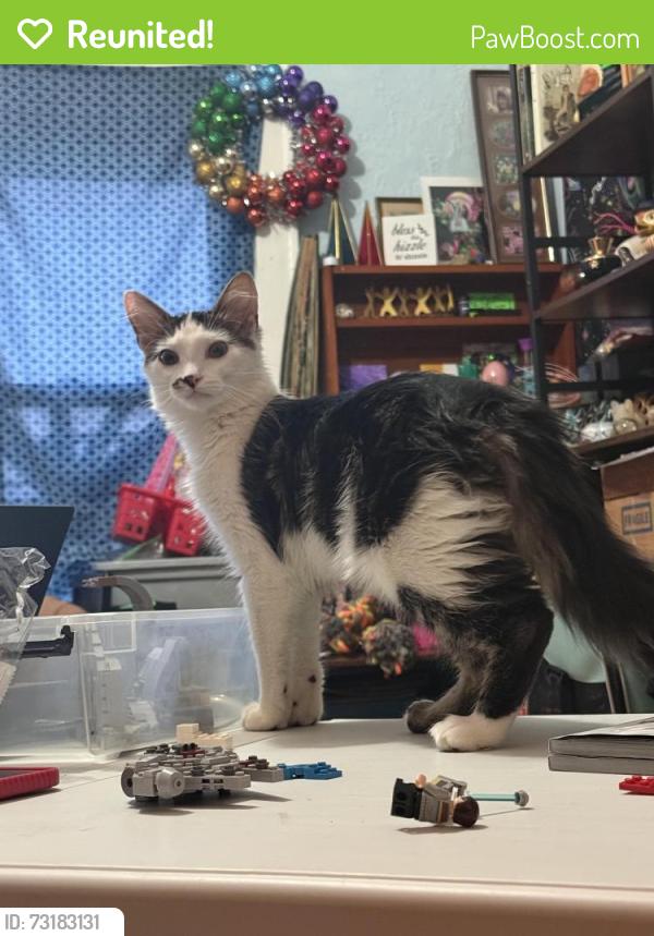 Reunited Male Cat last seen Near Taqueria El Cabrito On 11th street, Milwaukee, WI 53204