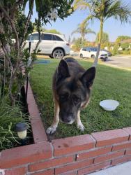 Reunited Male Dog last seen Lynwood, CA, USA, Lynwood, CA 90262