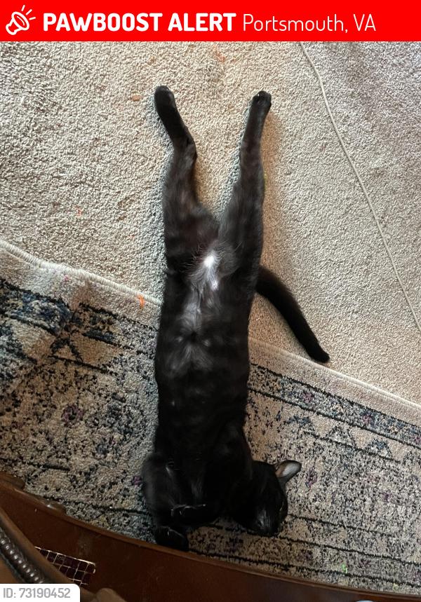 Found/Stray Female Cat last seen Leavell Rd & Lands End Rd, Portsmouth, VA 23701