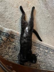Found/Stray Female Cat last seen Leavell Rd & Lands End Rd, Portsmouth, VA 23701