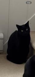 Reunited Male Cat last seen Cedar St/ Woodbine Ave, Stony Brook, NY 11790