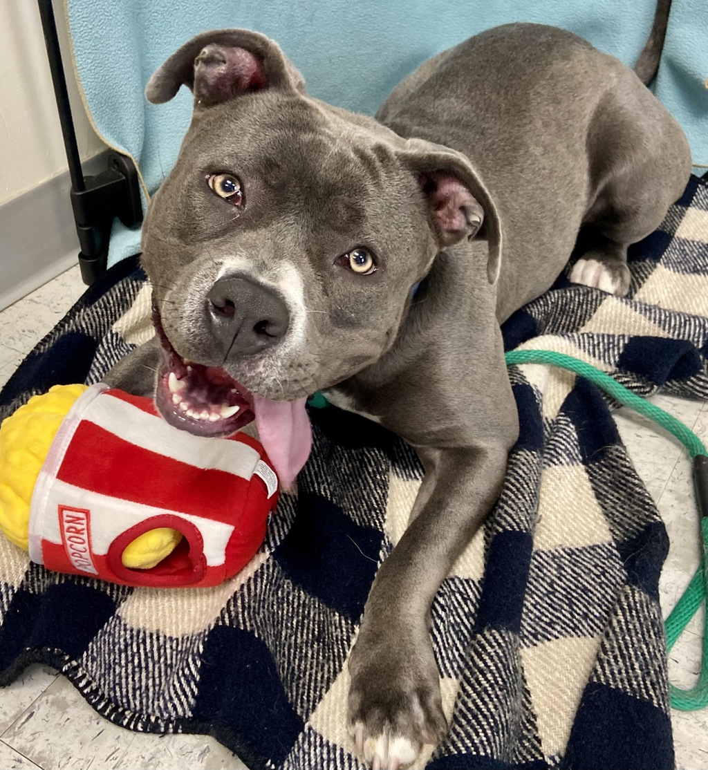 Shelter Stray Female Dog last seen Near E 500 S, SALT LAKE CITY, UT, 84111, 511 W 3900 S, Salt Lake City, UT 84123, USA