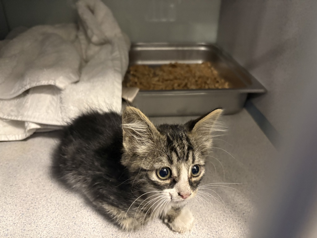 Shelter Stray Male Cat last seen Near E I 80 Eb Freeway, SALT LAKE CITY, UT, 84106, 511 W 3900 S, Salt Lake City, UT 84123, USA