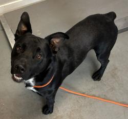 Shelter Stray Male Dog last seen Near W Lester, MURRAY CITY, UT, 84107, 511 W 3900 S, Salt Lake City, UT 84123, USA