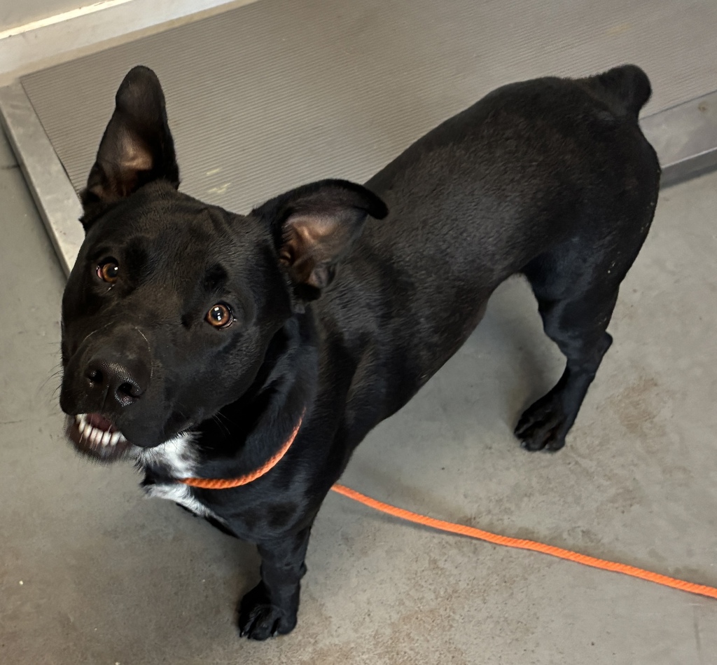 Shelter Stray Male Dog last seen Near W Lester, MURRAY CITY, UT, 84107, 511 W 3900 S, Salt Lake City, UT 84123, USA