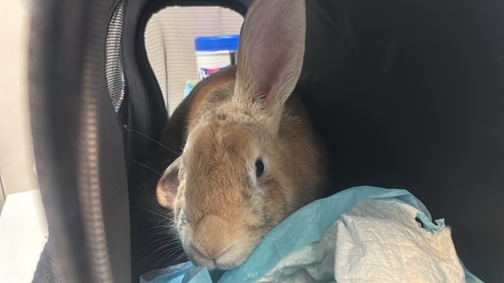 Shelter Stray Male Rabbit last seen Apt 4,1035 Boyton Avenue, BRONX, NY, 10472, 326 E 110th St, New York, NY 10029, USA
