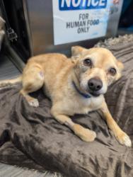 Shelter Stray Male Dog last seen Market Street, San Diego, CA, 92102, 5500 Gaines St, San Diego, CA 92110, USA