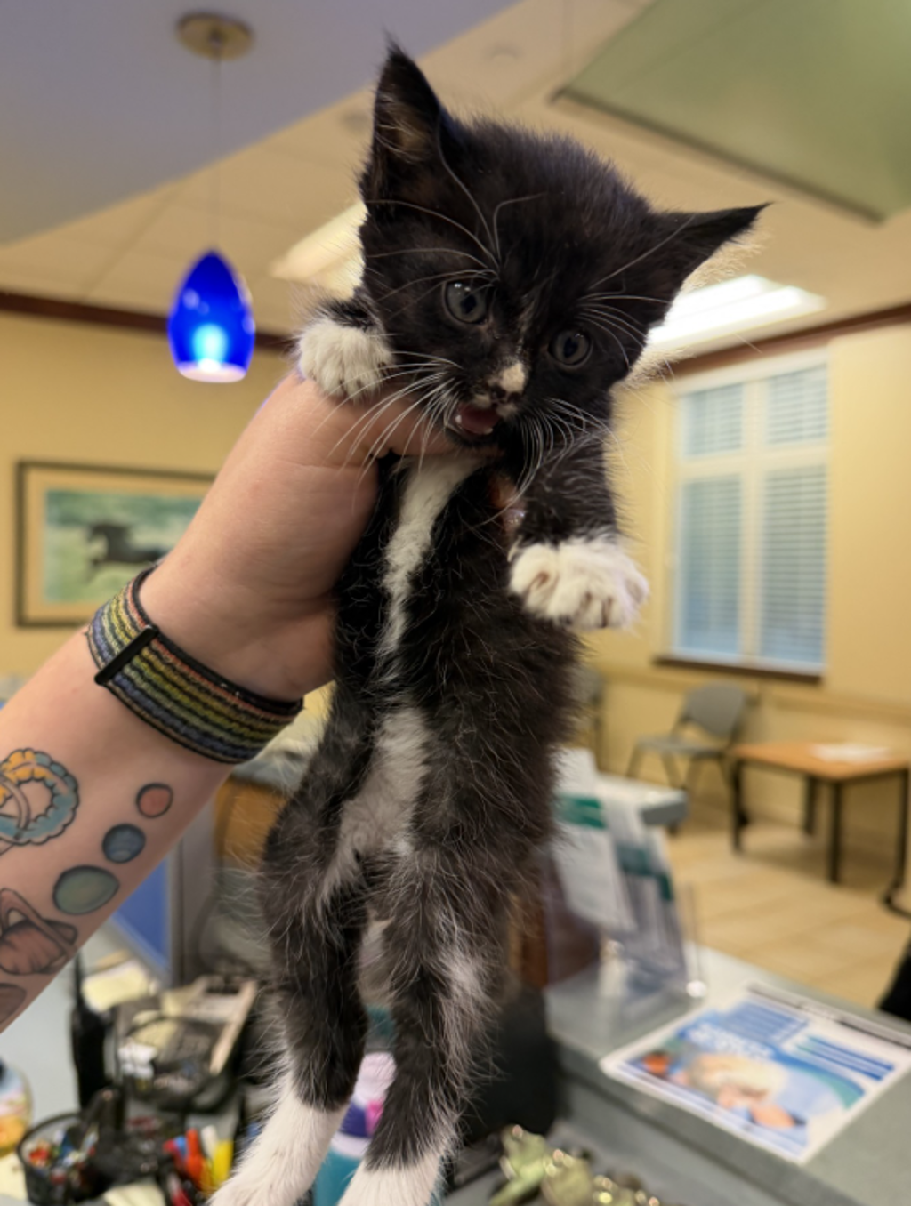 Shelter Stray Female Cat last seen kroger on holland rd, VIRGINIA BEACH, VA, 23452, 341 S Birdneck Rd, Virginia Beach, VA 23451, USA