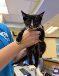 Shelter Stray Male Cat last seen Kroger on holland rd, VIRGINIA BEACH, VA, 23452, 341 S Birdneck Rd, Virginia Beach, VA 23451, USA