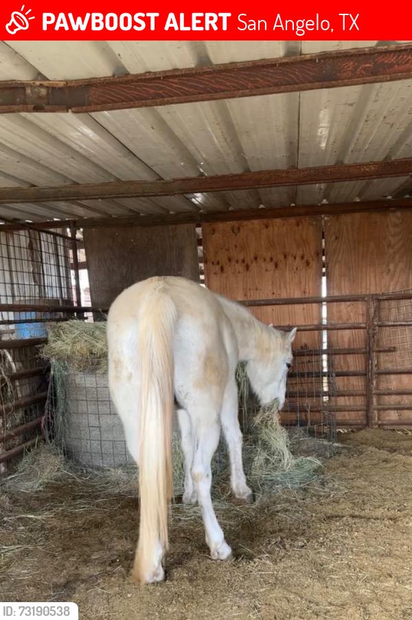 Lost Male Horse last seen North bell st, San Angelo, TX 76905