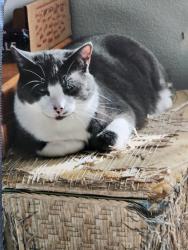 Lost Male Cat last seen 24th & Northwestern, Ames, IA 50010