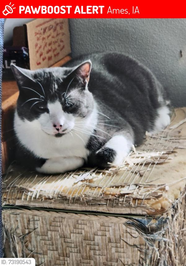 Lost Male Cat last seen 24th & Northwestern, Ames, IA 50010