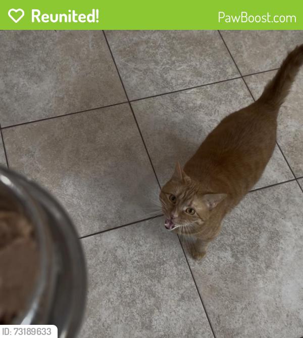 Reunited Female Cat last seen Joyce Kilmer , Livingston Ave, New Brunswick, NJ 08901