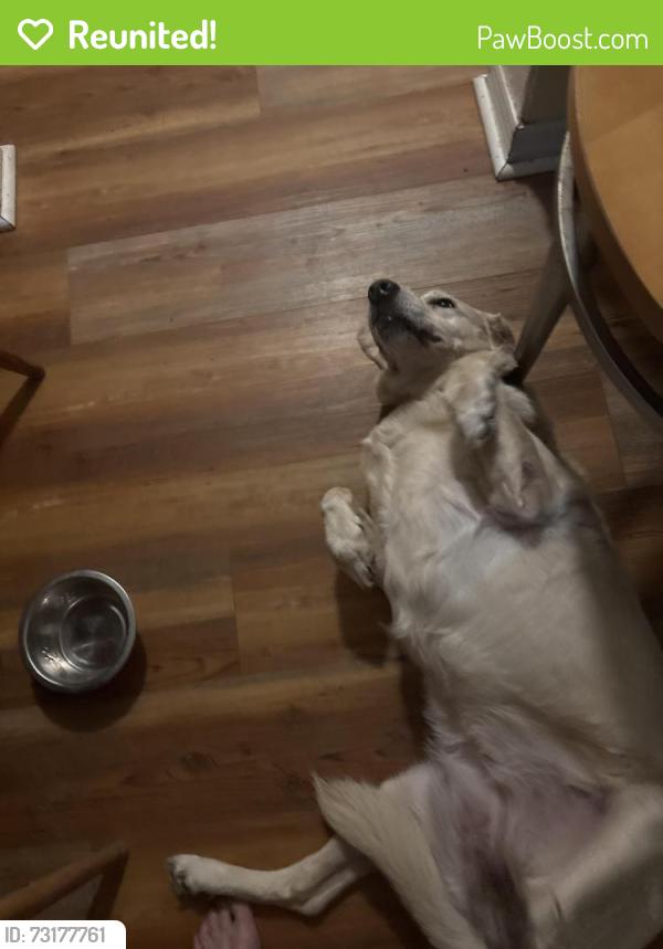 Reunited Female Dog last seen Near 51st Ave N St. Petersburg, Fl. 33703, St. Petersburg, FL 33703