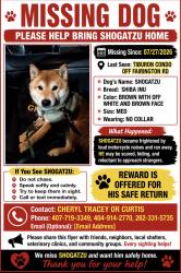 Lost Male Dog last seen Fairington and Chubb rd, Stonecrest, GA 30038