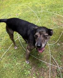 Reunited Male Dog last seen Parris Branch Rd, Jackson County, NC 28779