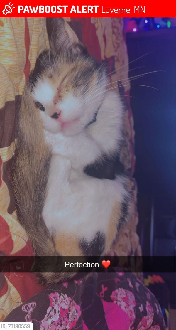 Lost Female Cat last seen Main street, Luverne, MN 56156