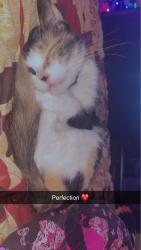 Lost Female Cat last seen Main street, Luverne, MN 56156