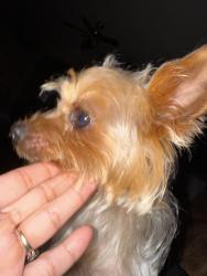 Reunited Male Dog last seen Near melstone dr, Arlington, TX 76016