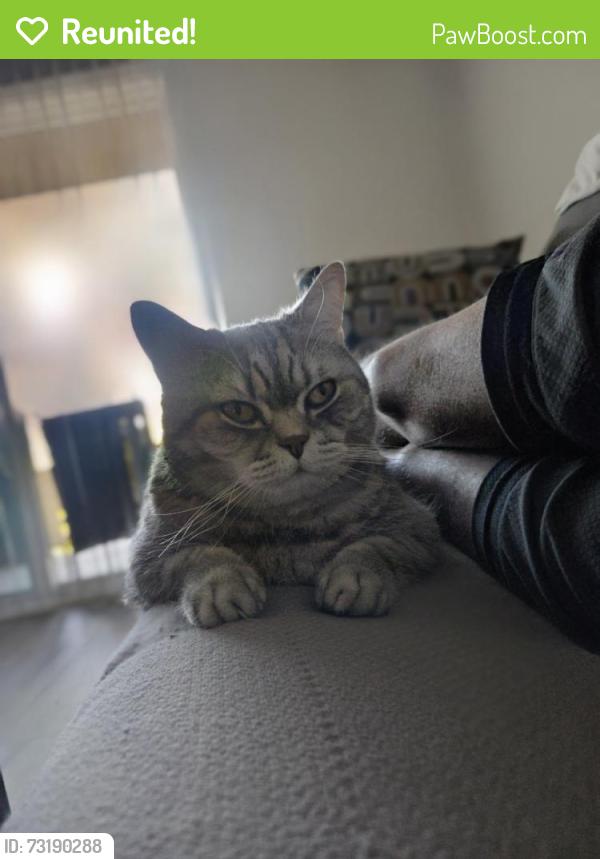Reunited Male Cat last seen Downey Ave & 6th Street, Downey, CA 90241