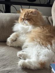 Lost Male Cat last seen S Eagle Valley Rd & Runville Rd by Sheetz and row of townhouses, Bellefonte, PA 16823
