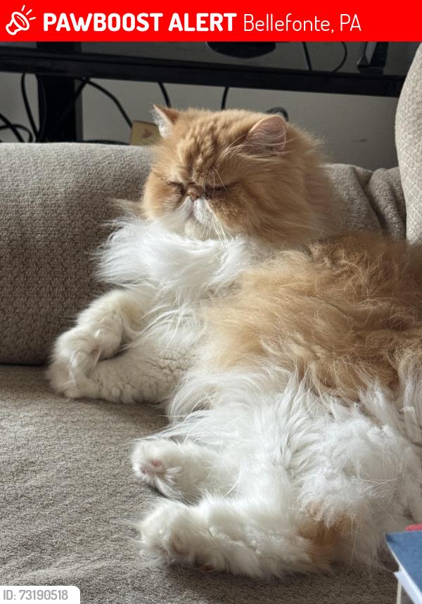 Lost Male Cat last seen S Eagle Valley Rd & Runville Rd by Sheetz and row of townhouses, Bellefonte, PA 16823