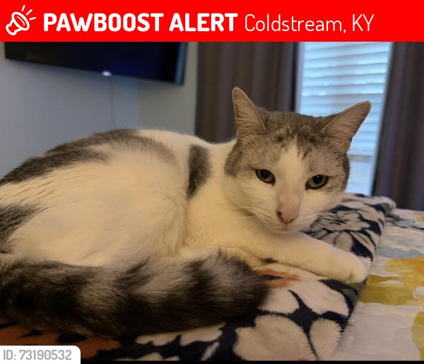 Lost Male Cat last seen Westport and Northumberland, Coldstream, KY 40245