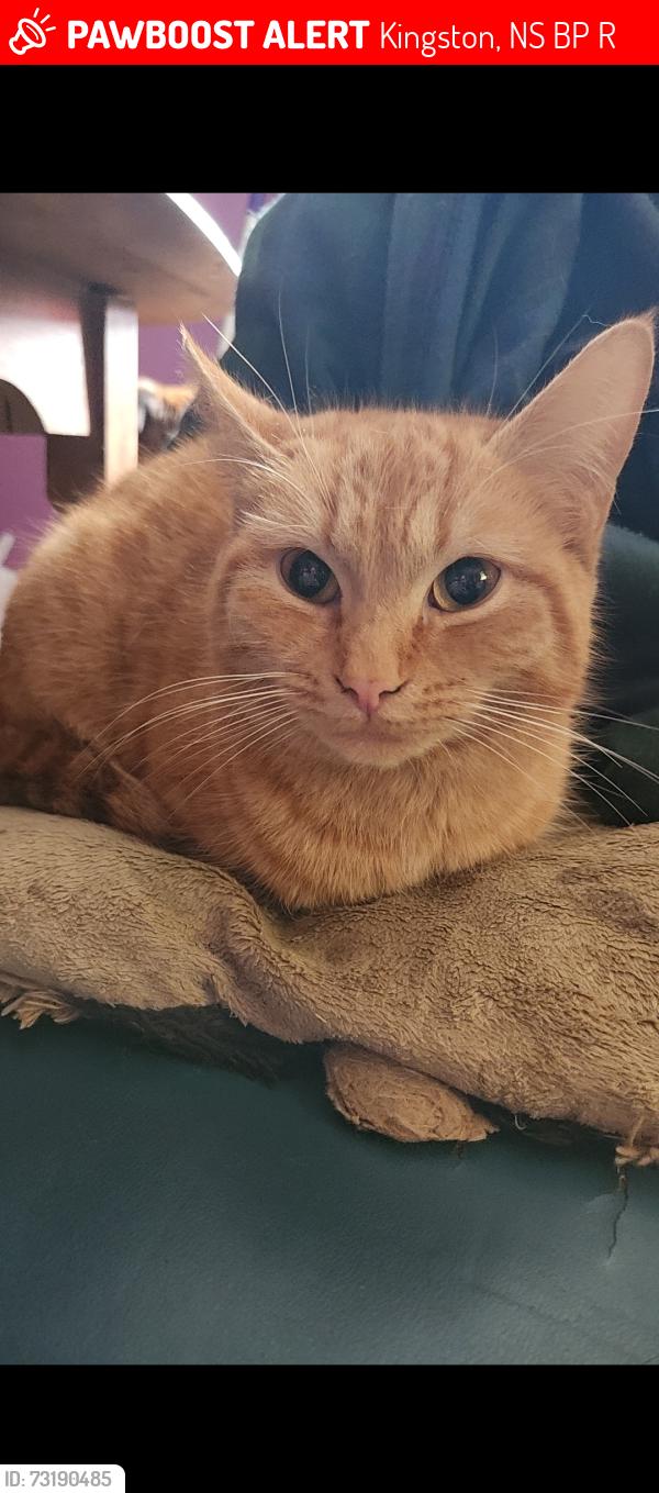 Lost Female Cat last seen Meadowvale rd, Kingston, NS B0P 1R0