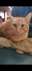 Lost Female Cat last seen Meadowvale rd, Kingston, NS B0P 1R0