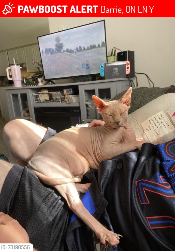 Lost Male Cat last seen Lackies bush, Barrie, ON L4N 4Y6