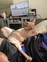 Lost Male Cat last seen Lackies bush, Barrie, ON L4N 4Y6