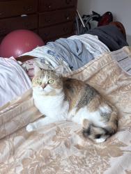Reunited Female Cat last seen old coloney and baview, Richmond Hill, ON 