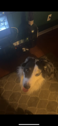 Found/Stray Male Dog last seen Avon, Avon, IN 46123