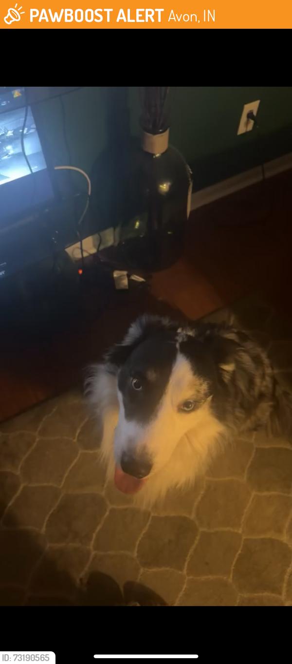 Found/Stray Male Dog last seen Avon, Avon, IN 46123