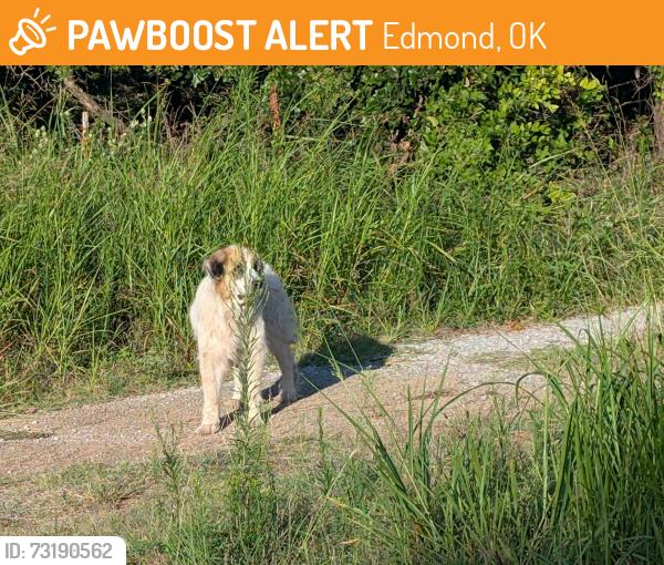 Found/Stray Female Dog last seen East Redbud Lane and Midwest Blvd., Edmond, OK 73034