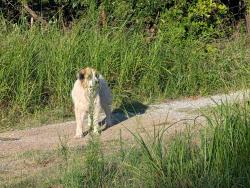 Found/Stray Female Dog last seen East Redbud Lane and Midwest Blvd., Edmond, OK 73034